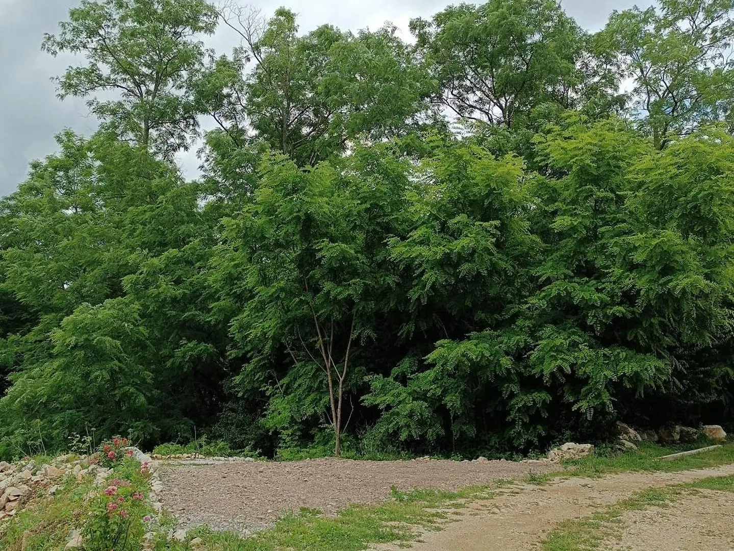 Ame De La Nature Nedeščina